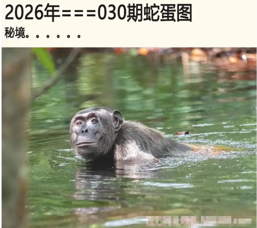 030期另版蛇蛋图[图]